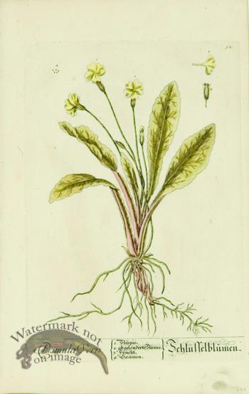 Blackwell German 063